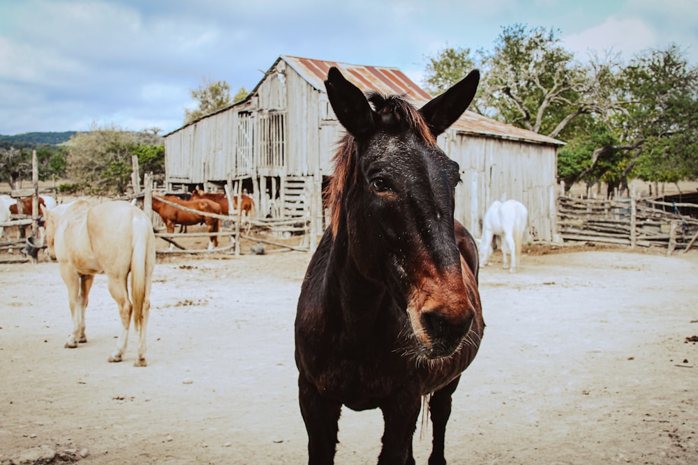 black horse on white sand during daytime