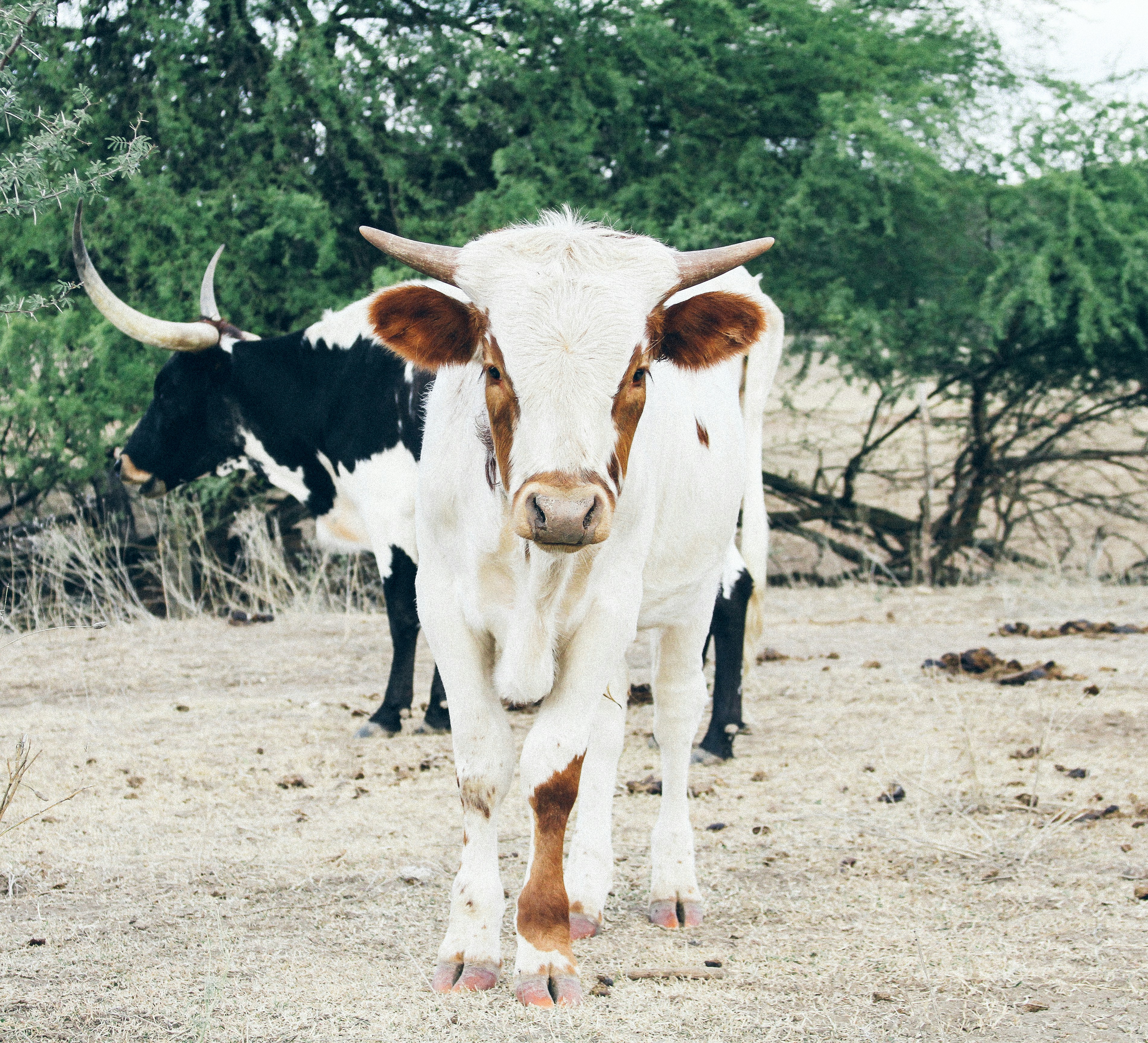 white and brown cow on brown field during daytime