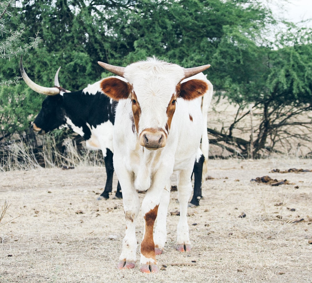 white and brown cow on brown field during daytime