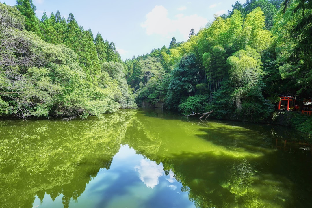 green trees beside river during daytime