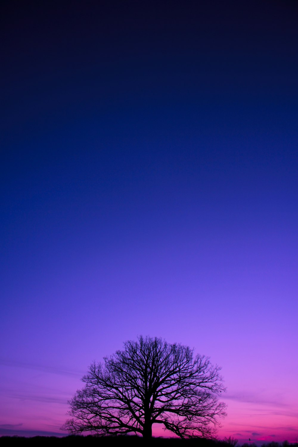 purple leaf tree under blue sky