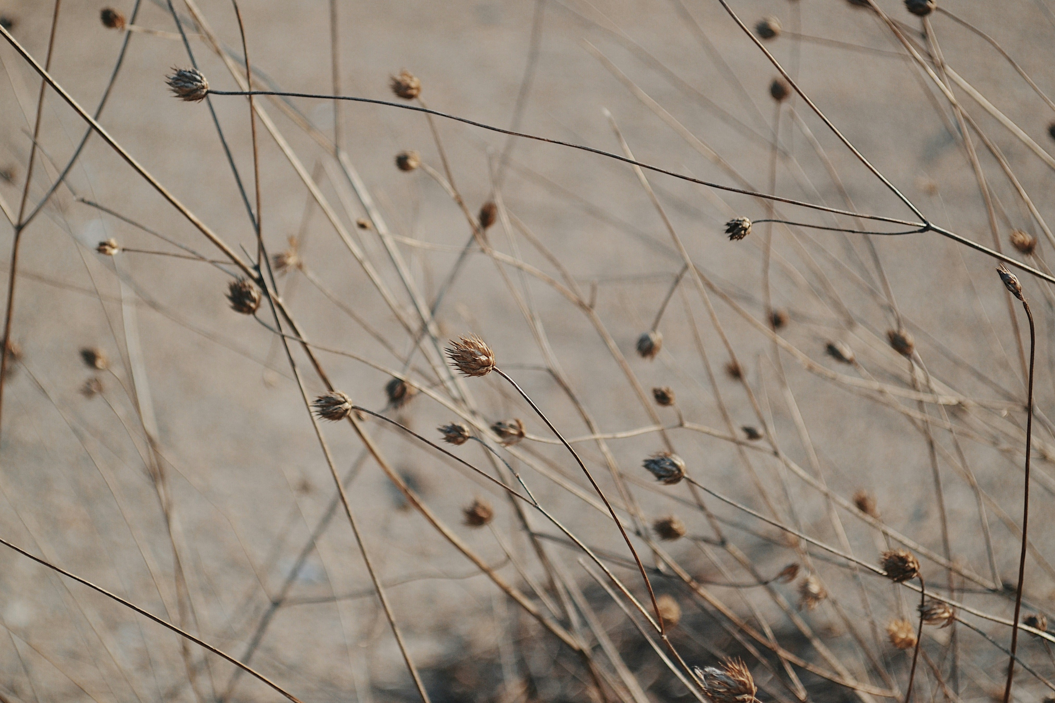 How Cheatgrass Spreads Across the Landscape (image credits: unsplash)