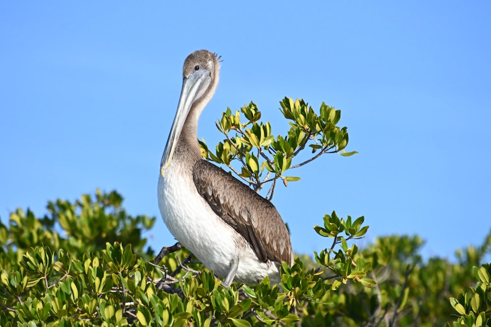white pelican perched on green leaf plant during daytime