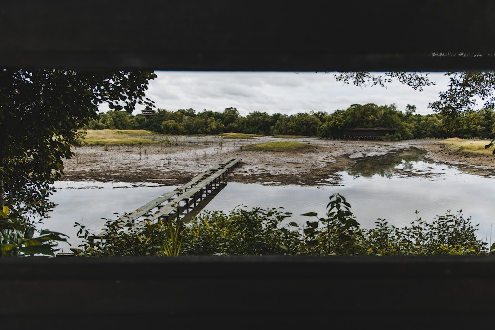 green trees beside river during daytime