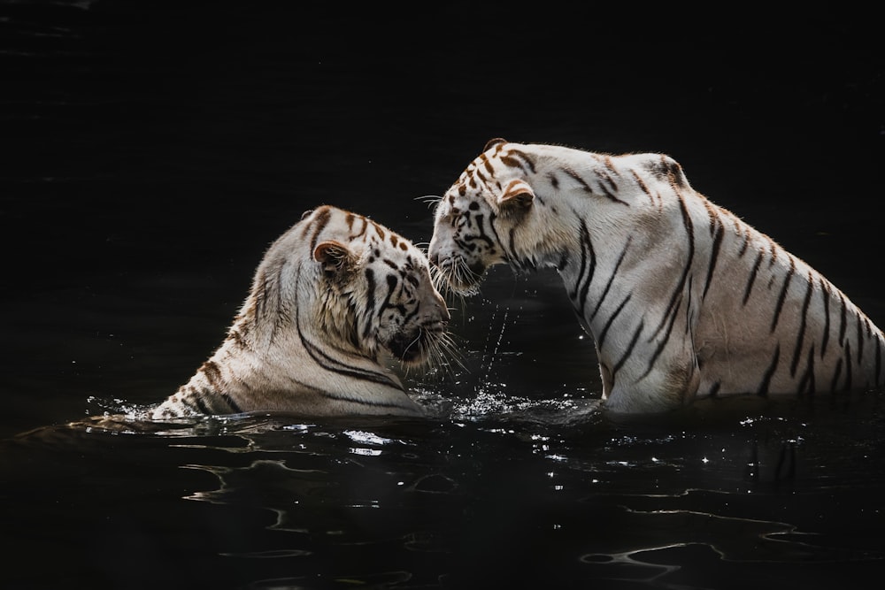 tigre branco na água durante o dia