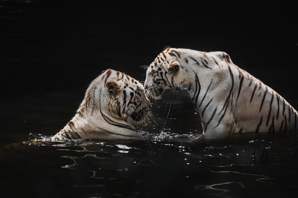 tigre blanco en el agua durante el día