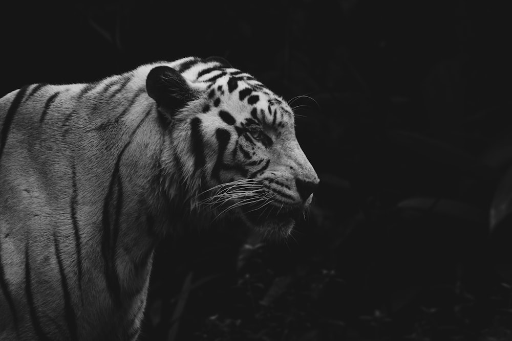 grayscale photo of tiger in dark room