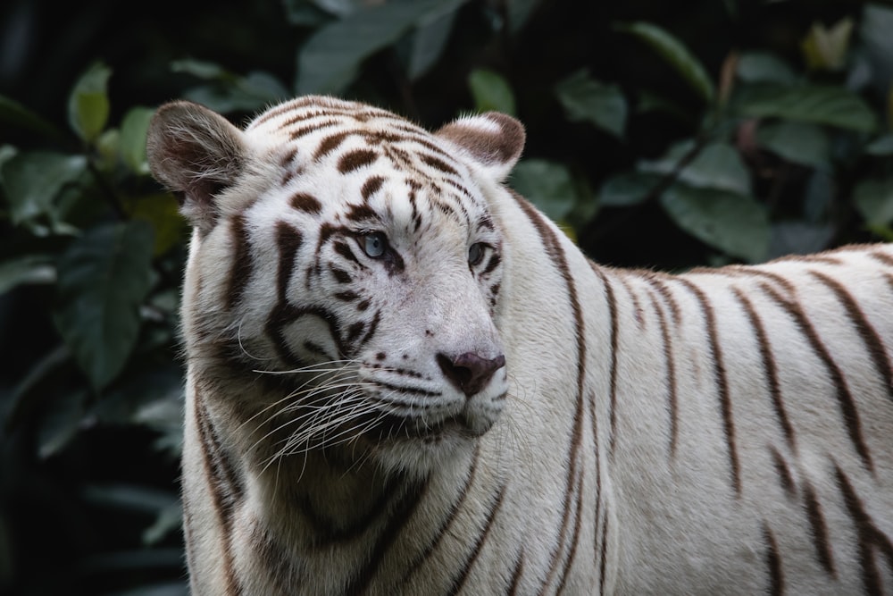 tigre branco e preto na fotografia de perto