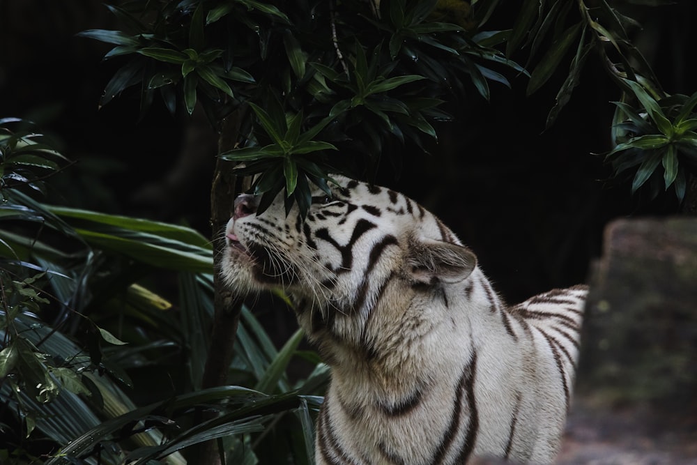 white and black tiger on green grass