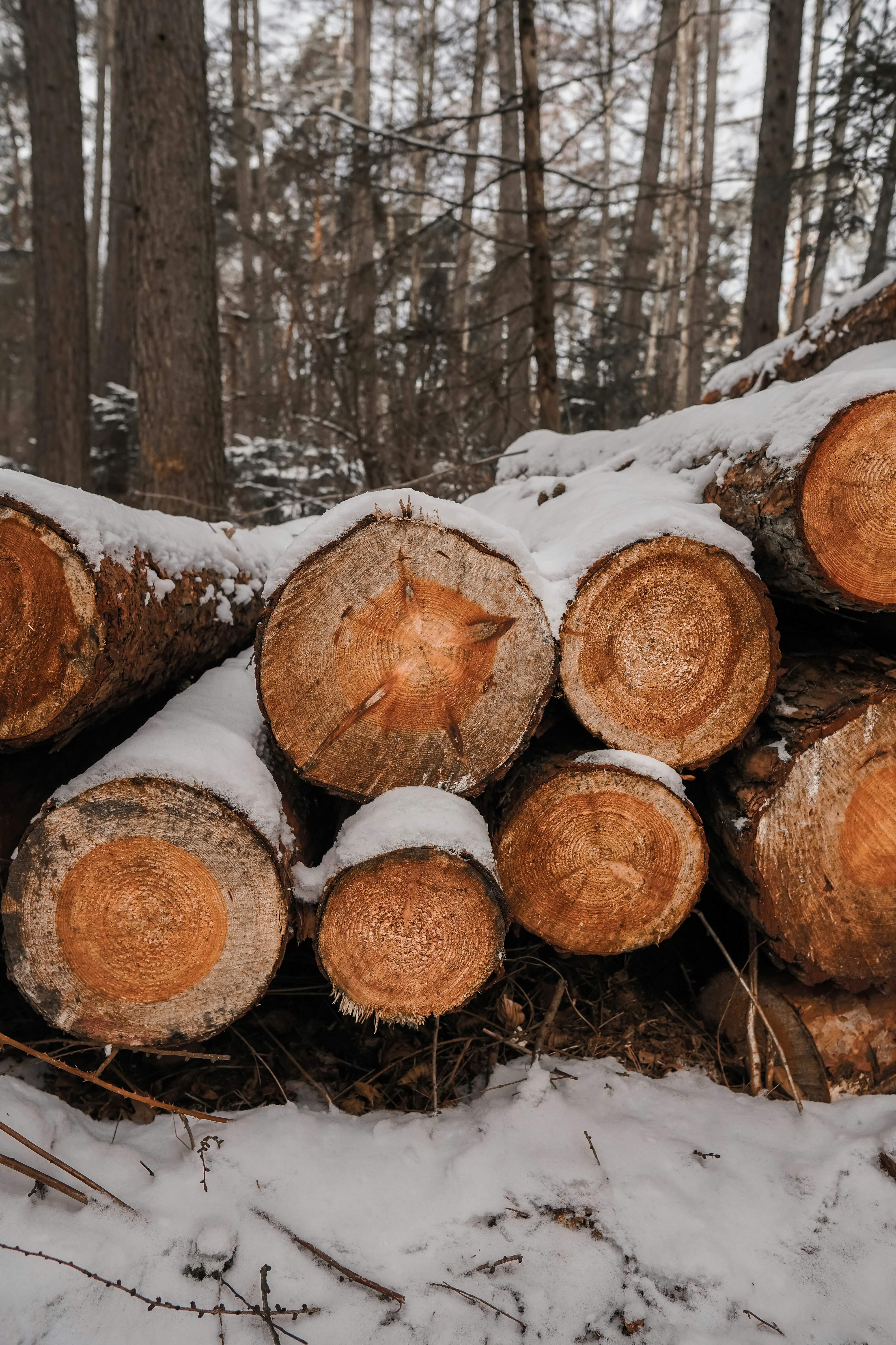 brown tree logs on snow covered ground