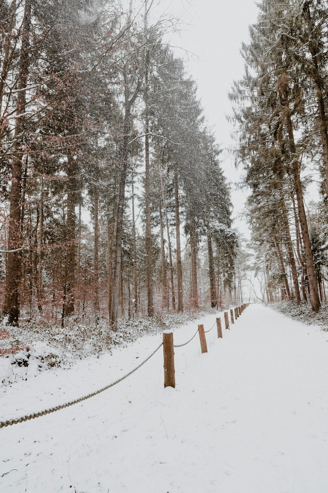 snow covered trees during daytime