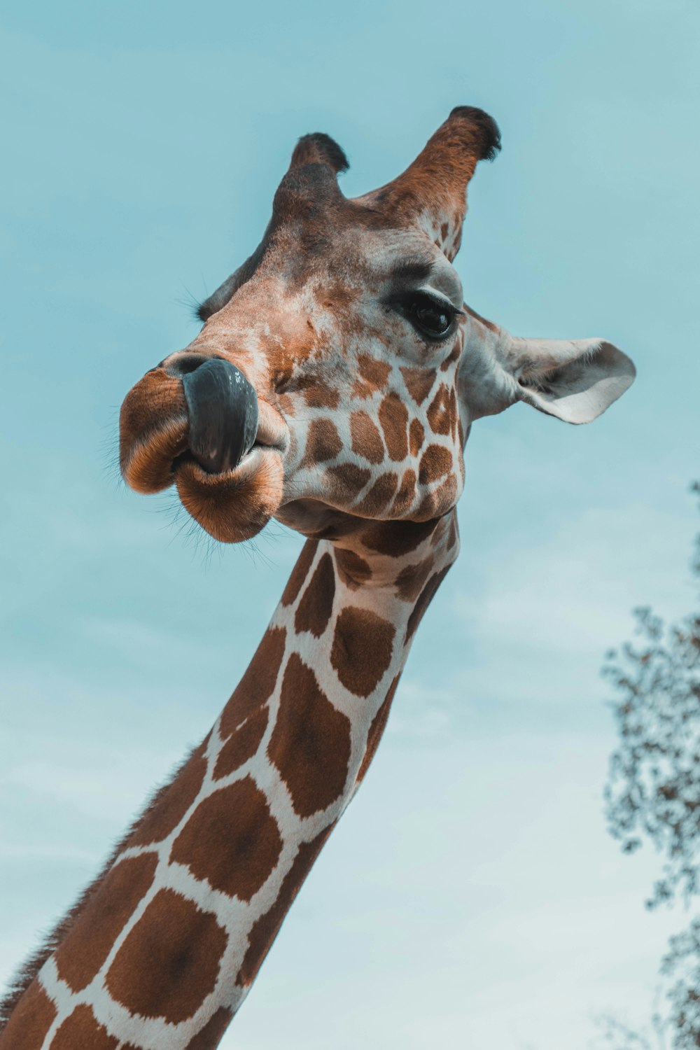 Jirafa marrón en fotografía de primer plano