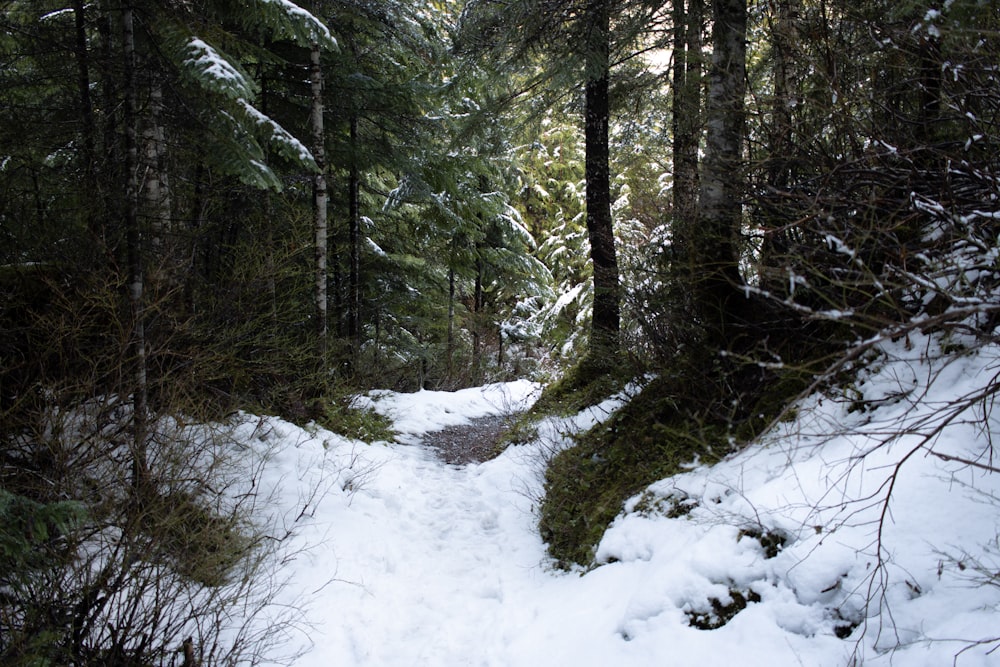 green trees on snow covered ground during daytime