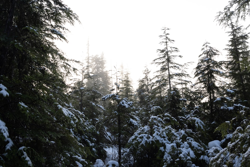 green pine trees covered with snow