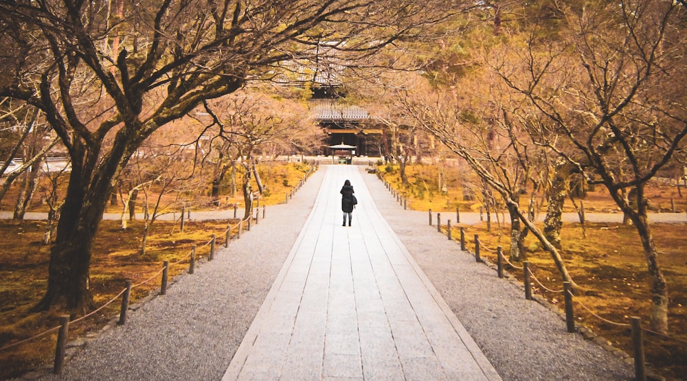 person walking on gray concrete pathway between brown trees during daytime