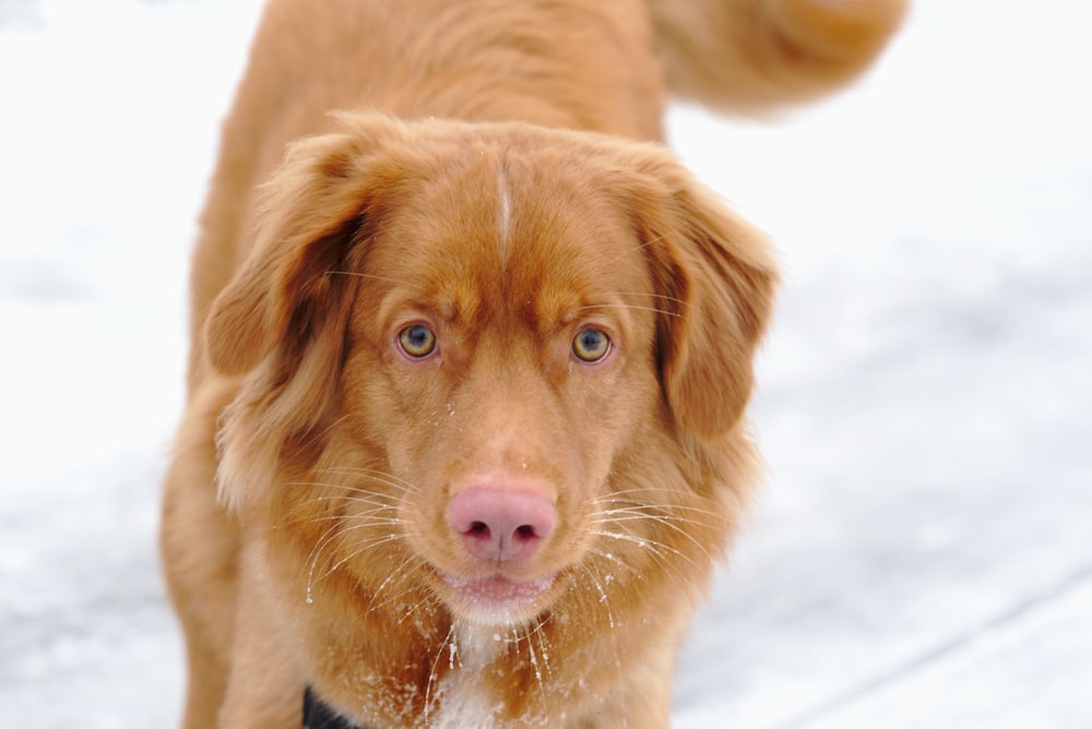 brown long coated dog running on snow covered ground during daytime