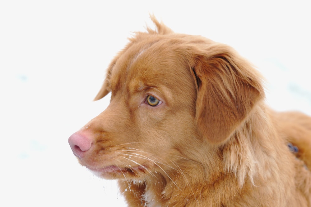 brown short coated dog with white background