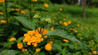 A close-up view of lantana flowers with small clusters of bright yellow blooms and lush green leaves. The background is blurred, consisting of similar plants in a vibrant green natural setting, creating a sense of depth.