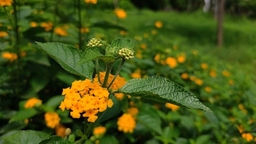 A close-up view of lantana flowers with small clusters of bright yellow blooms and lush green leaves. The background is blurred, consisting of similar plants in a vibrant green natural setting, creating a sense of depth.