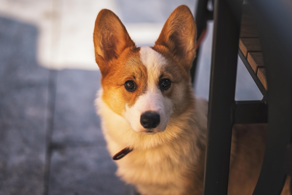 brown and white corgi dog