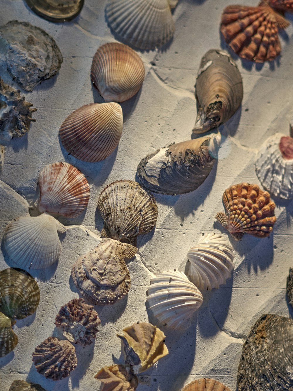 braune und weiße Muscheln auf weißem Sand tagsüber