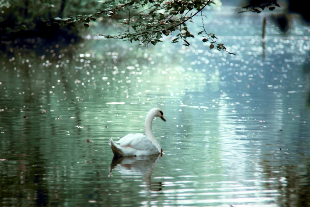 white swan on water during daytime