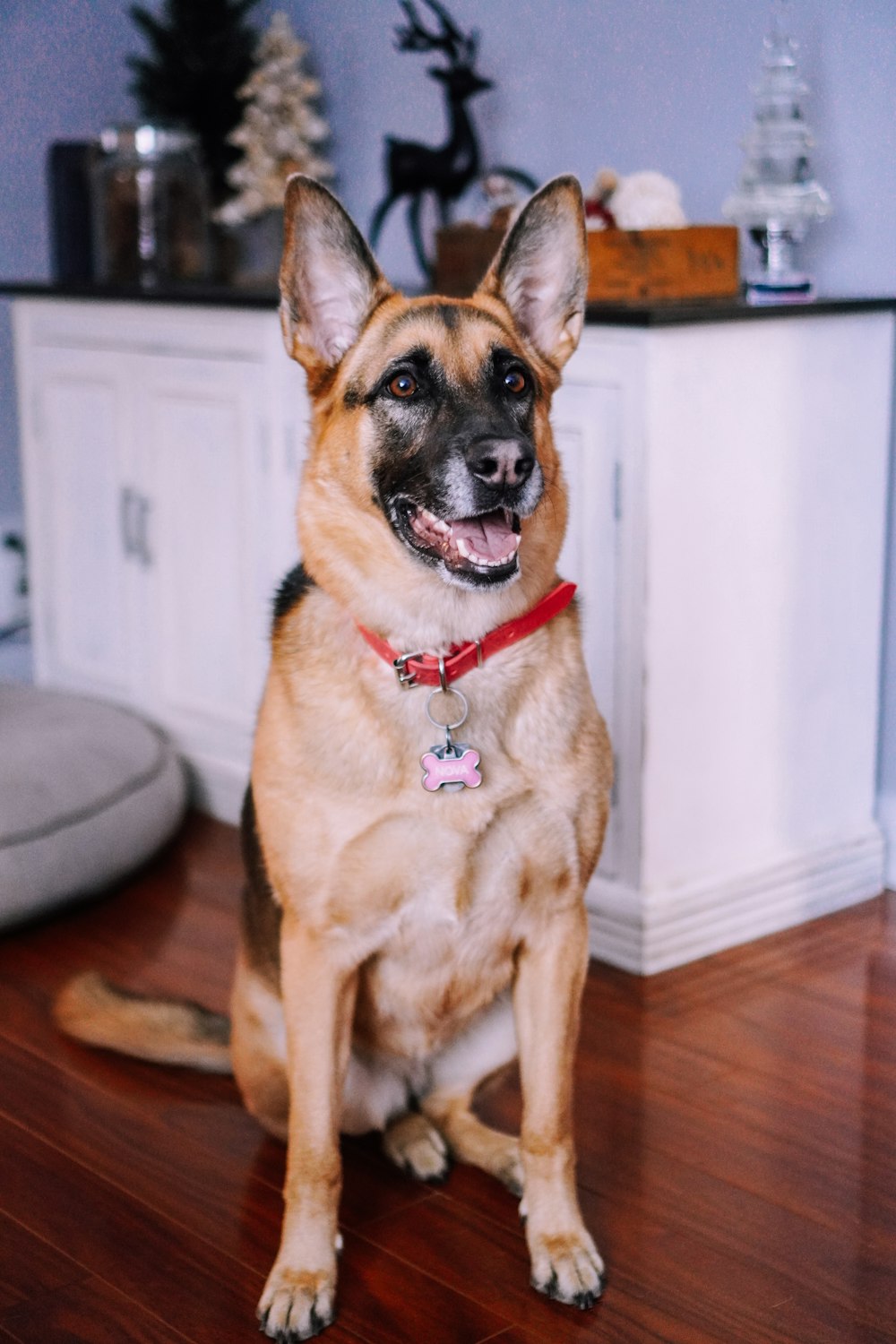 brown and black german shepherd sitting on brown wooden floor