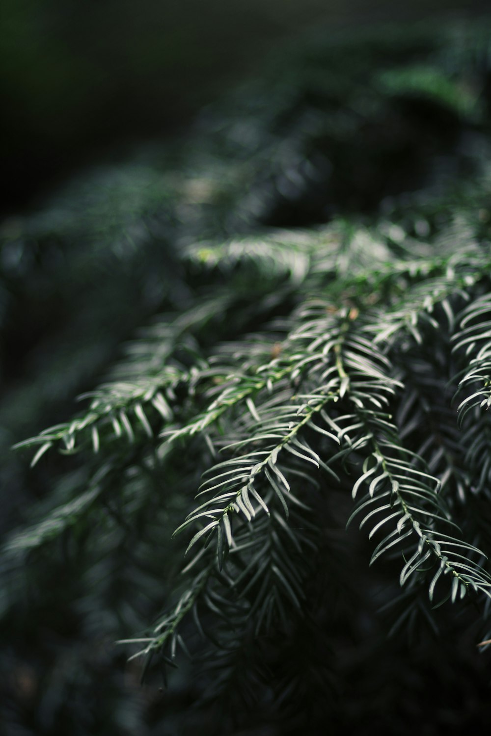 green fern plant in close up photography