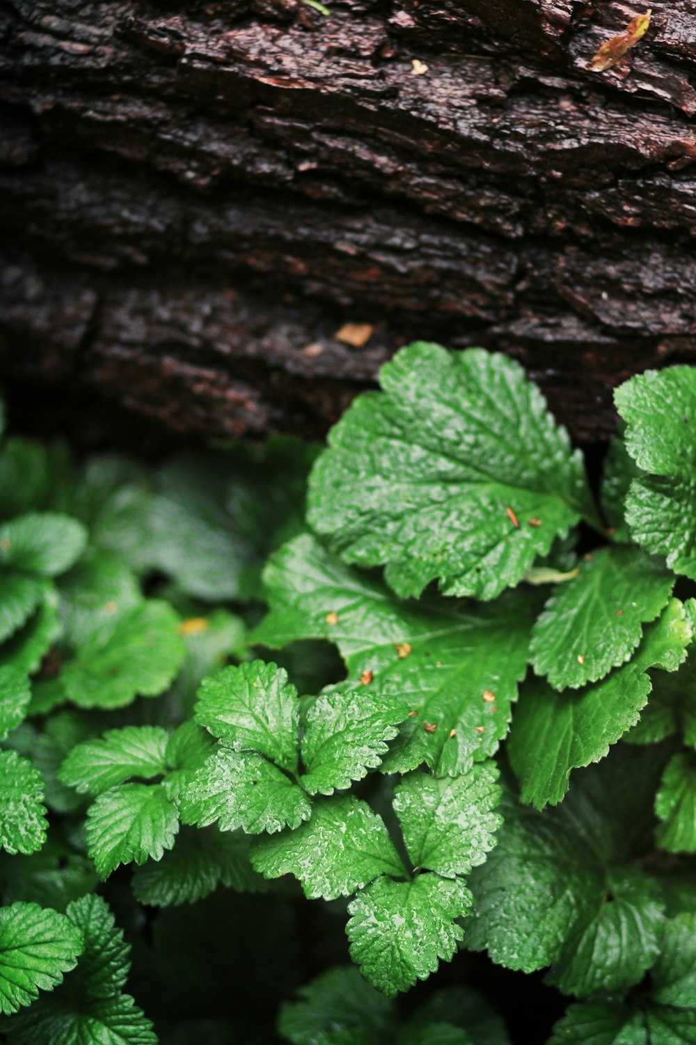 green leaves on brown tree trunk