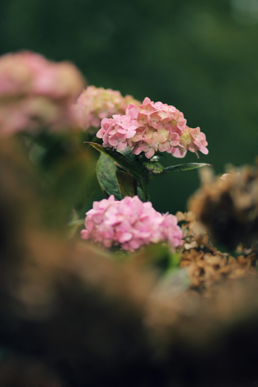 pink flower in tilt shift lens