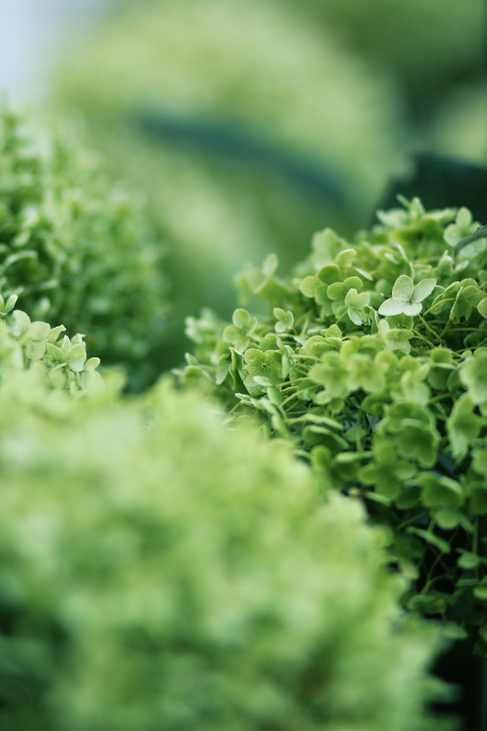 green plant in close up photography