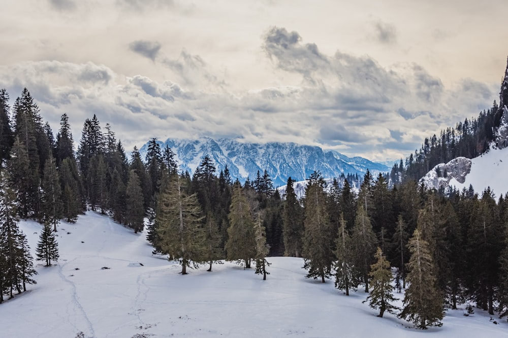 green pine trees on snow covered ground under cloudy sky during daytime