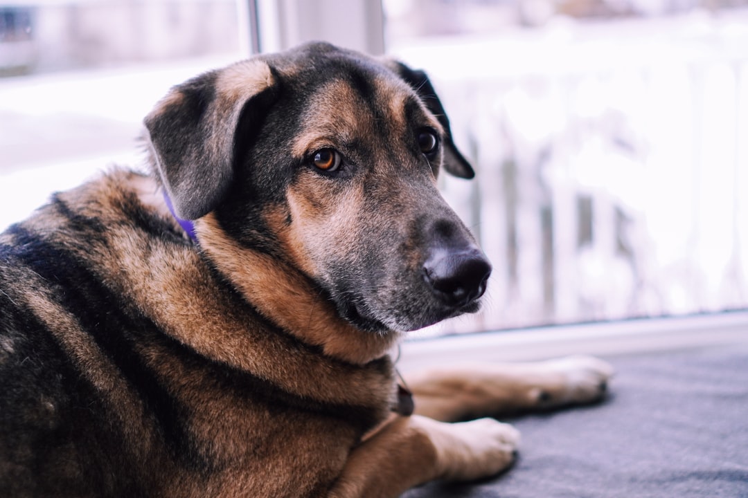 brown and black short coated dog lying on gray concrete floor during daytime