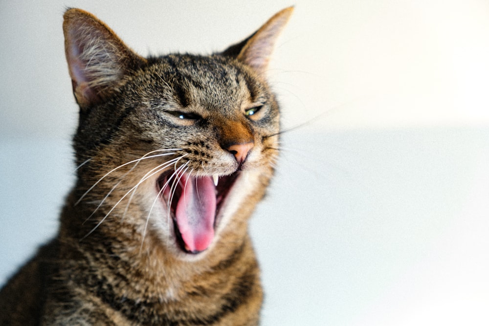 brown tabby cat licking its nose