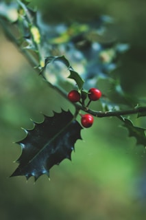 red round fruits on green leaf