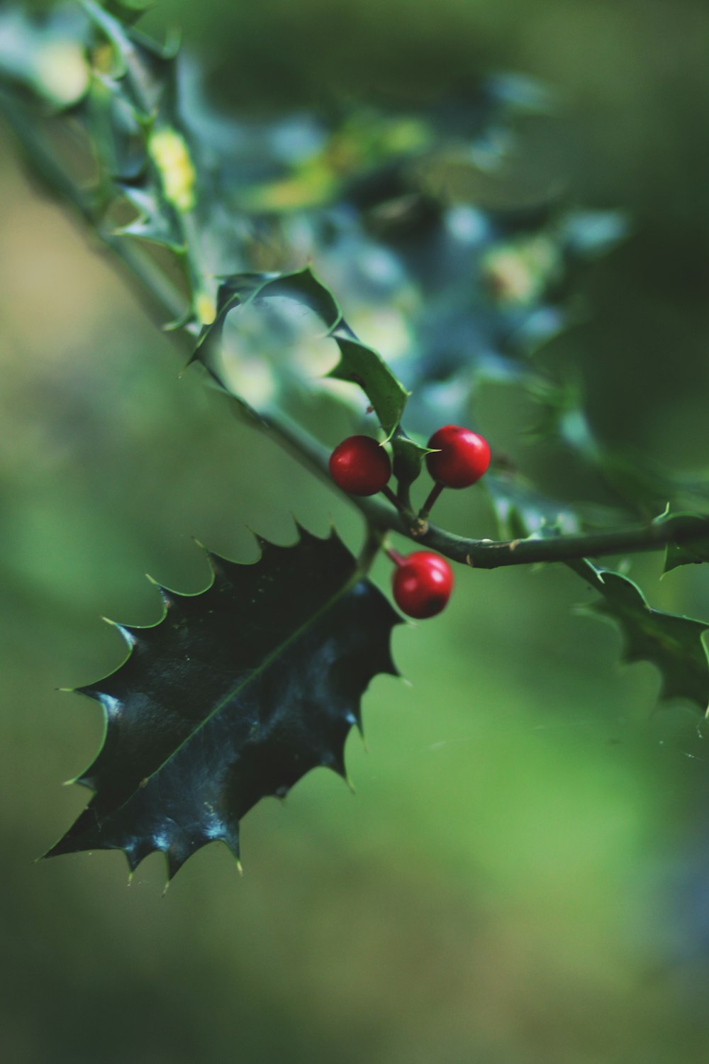 red round fruits on green leaf