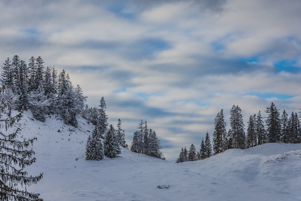 snow covered pine trees under cloudy sky during daytime