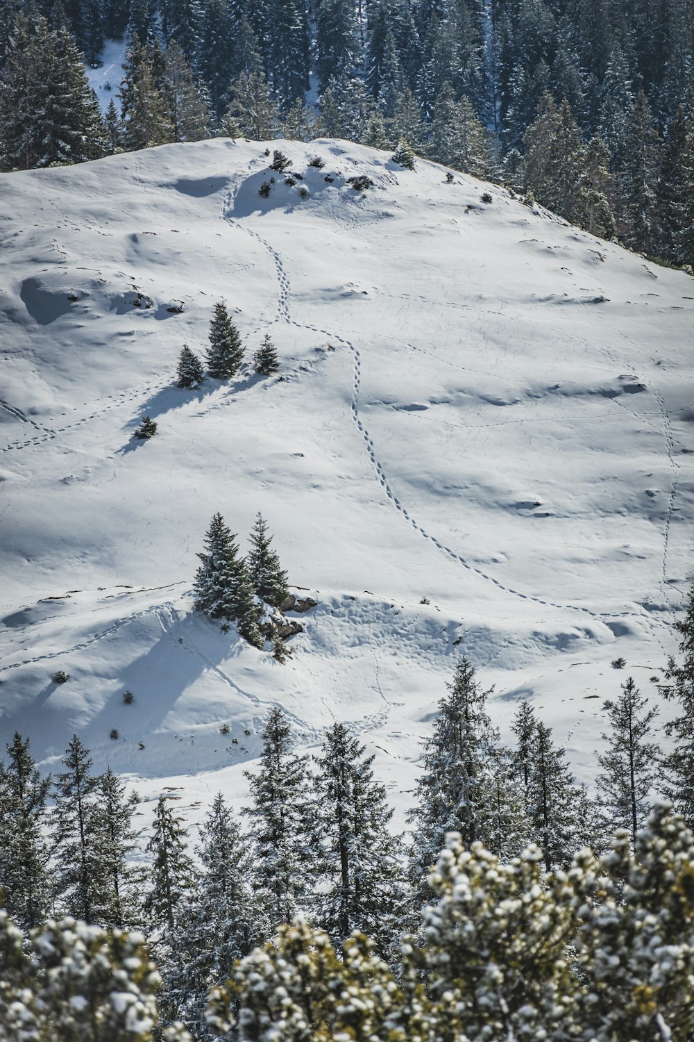 green pine trees on snow covered mountain during daytime