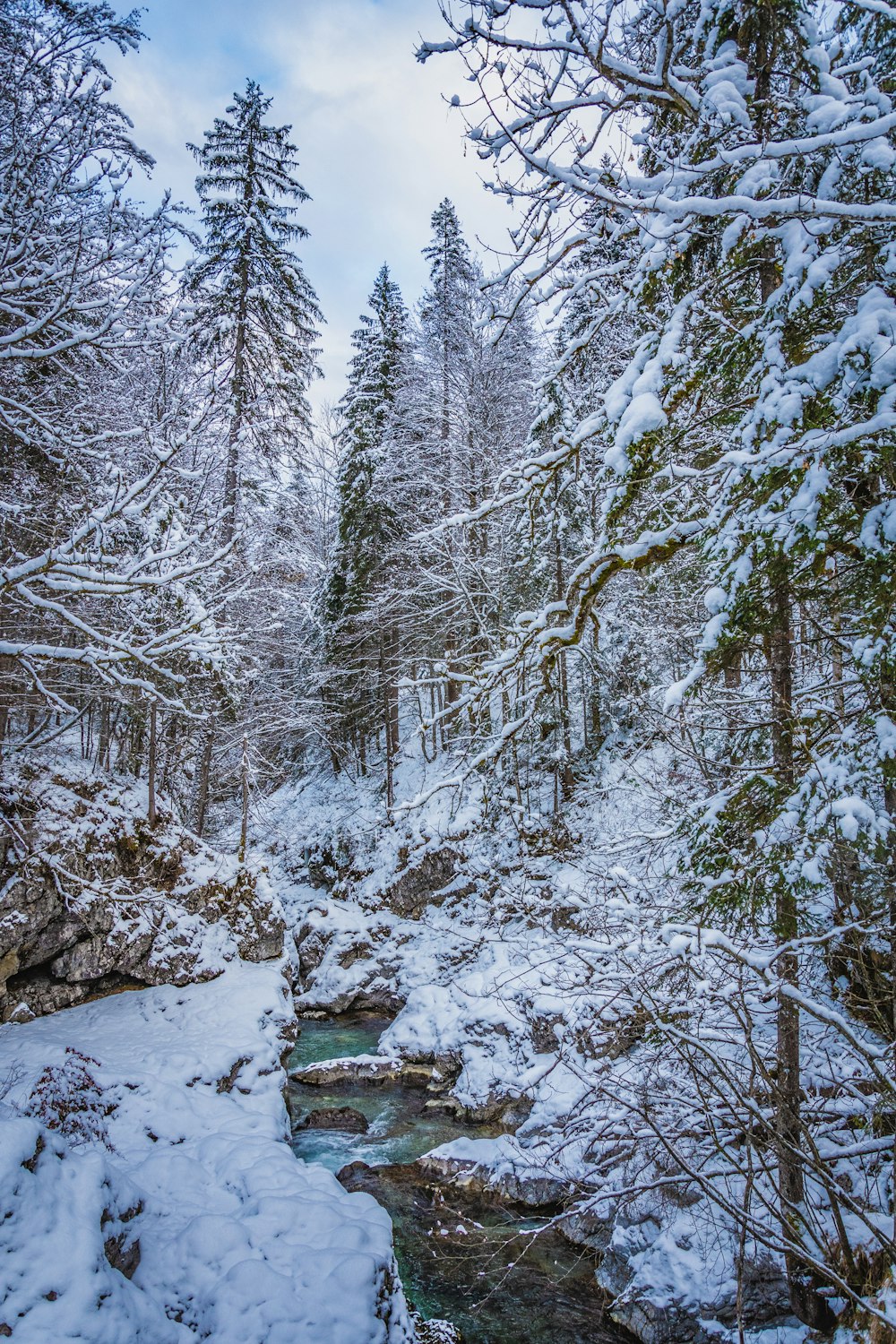 Schneebedeckte Bäume tagsüber