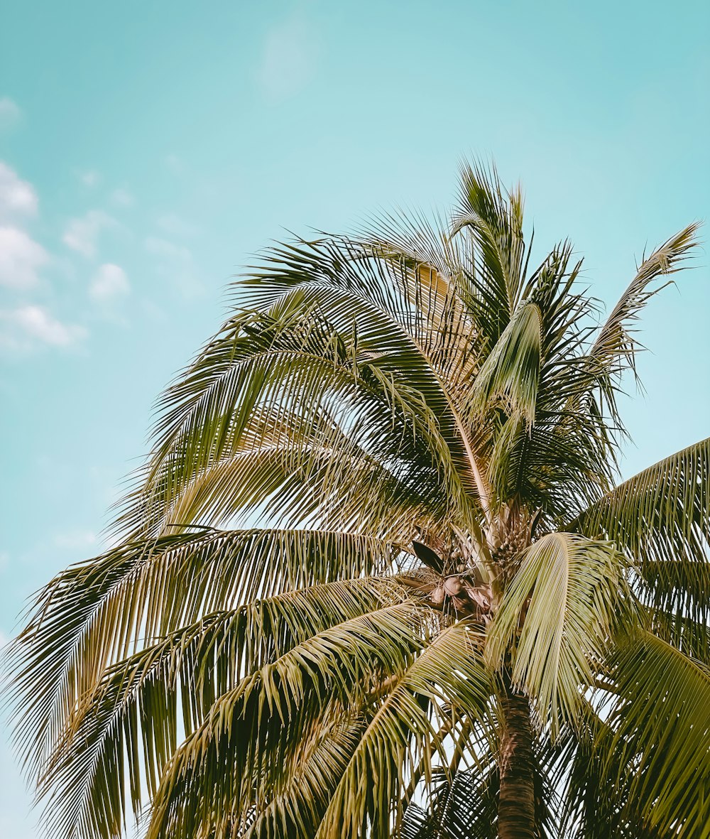 green palm tree under blue sky during daytime