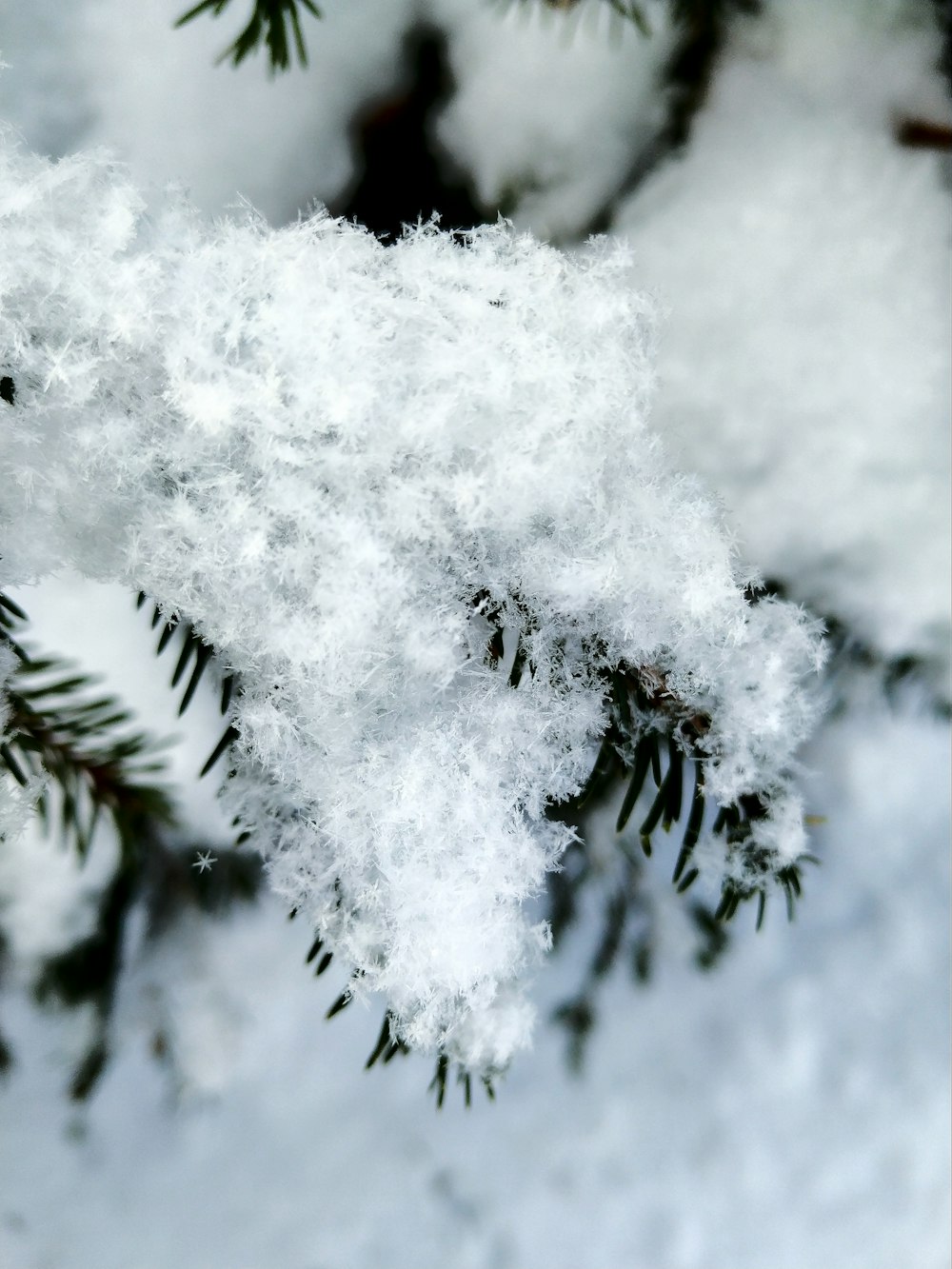 snow covered tree during daytime