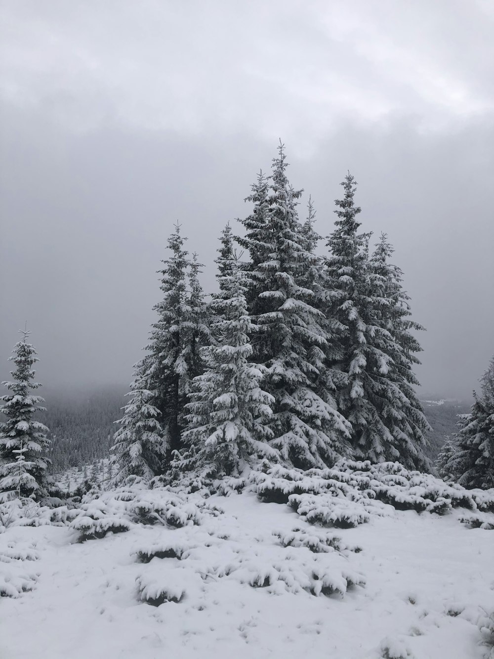 snow covered pine trees during daytime