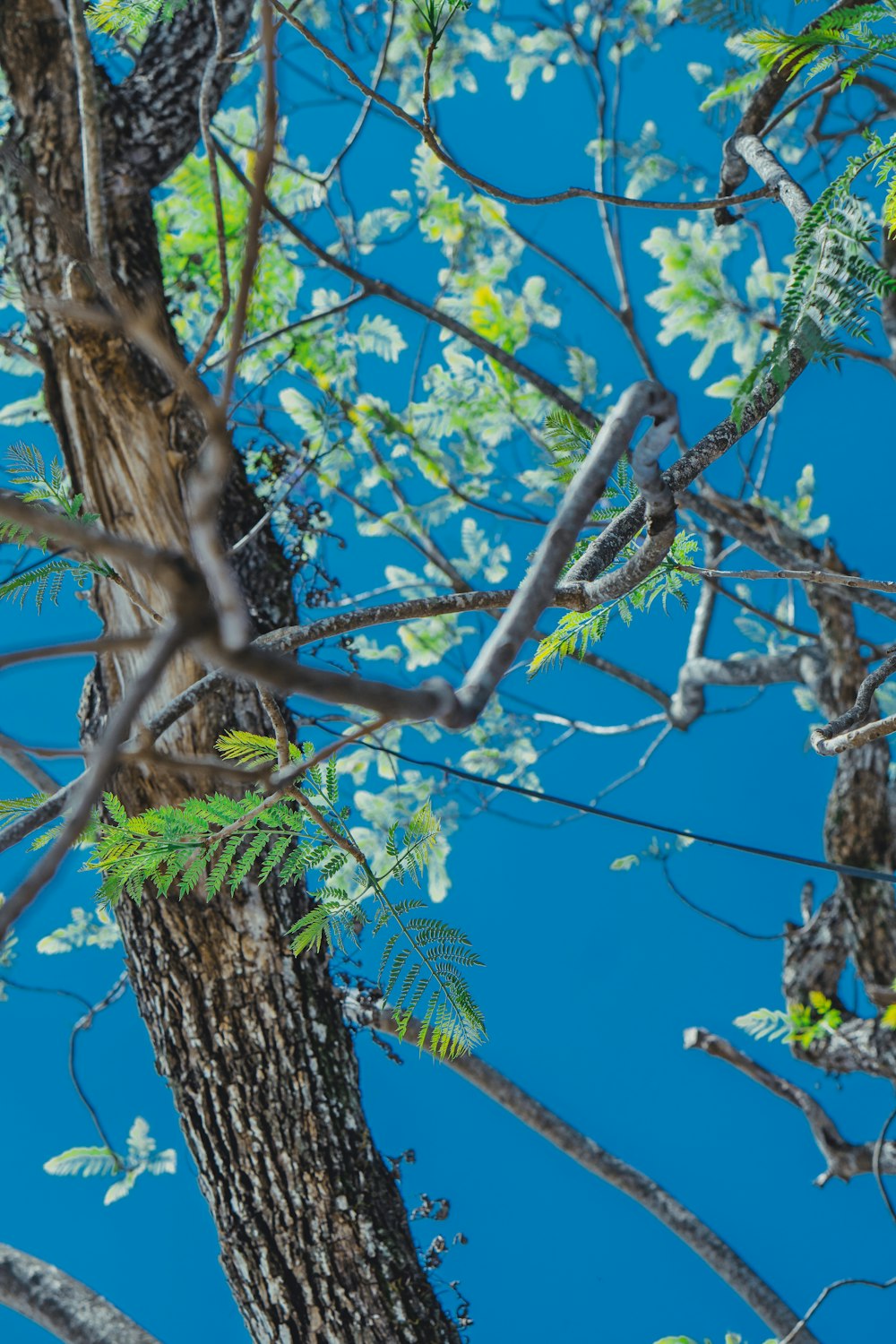 brown tree branch with green leaves during daytime