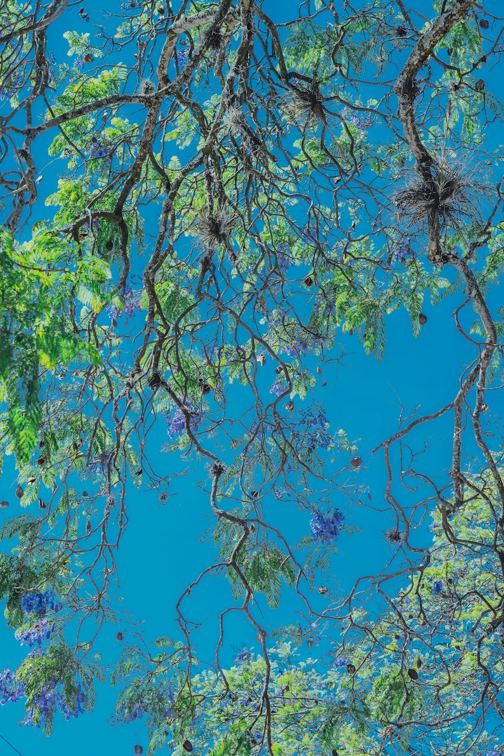 green and brown tree under blue sky during daytime