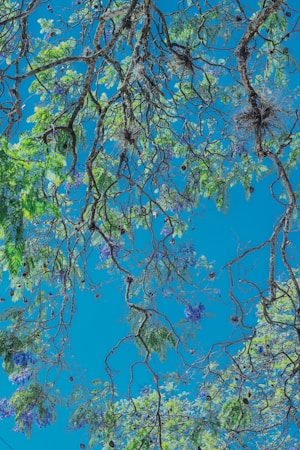 A network of tree branches stretches across a bright blue sky. The branches are adorned with vibrant green leaves and clusters of purple flowers, creating a striking contrast against the clear sky.