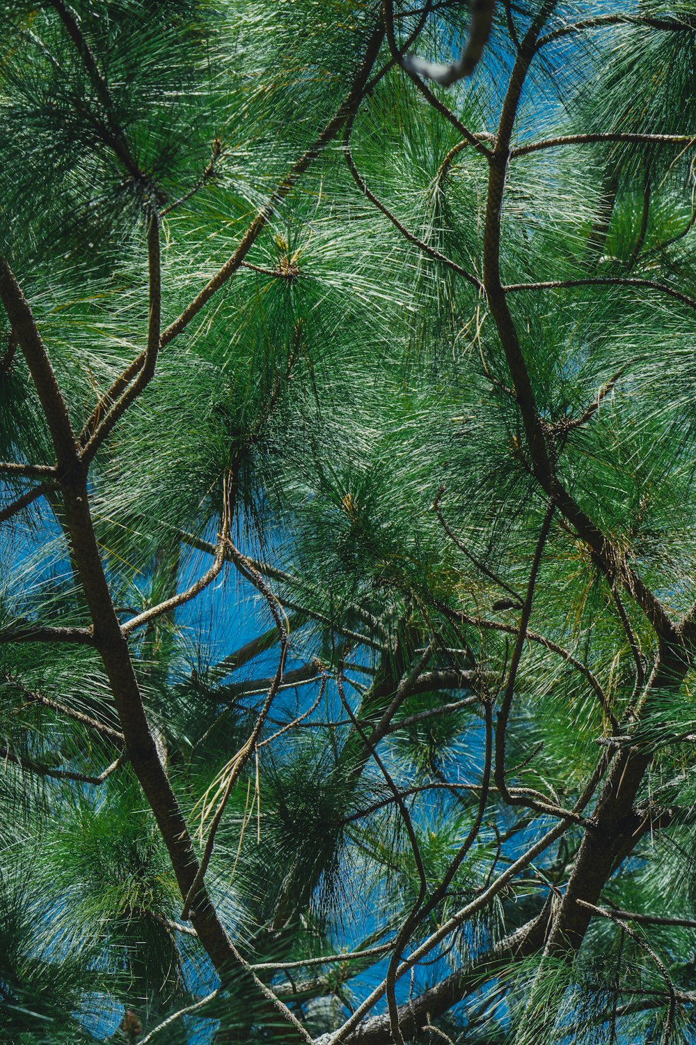 green and brown tree under blue sky during daytime