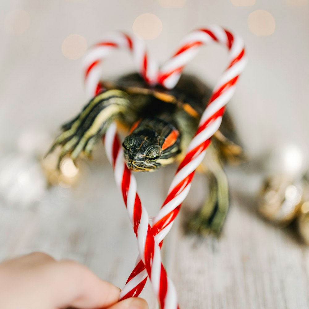 red and white candy cane