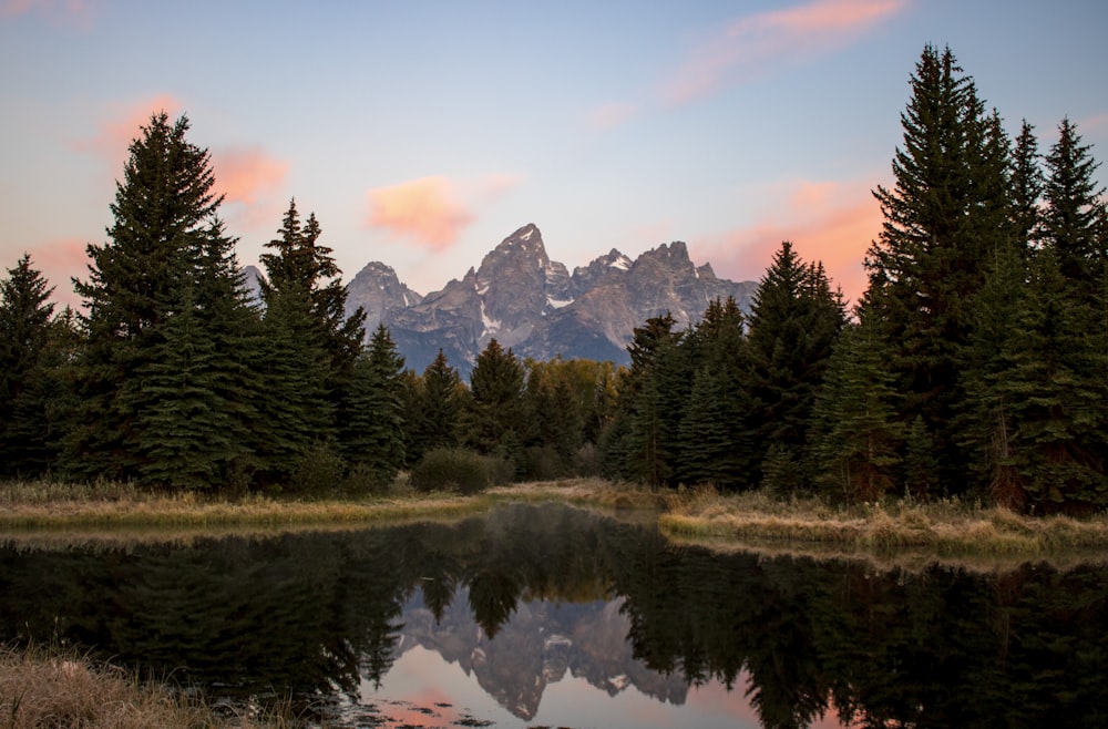 green pine trees near lake during daytime