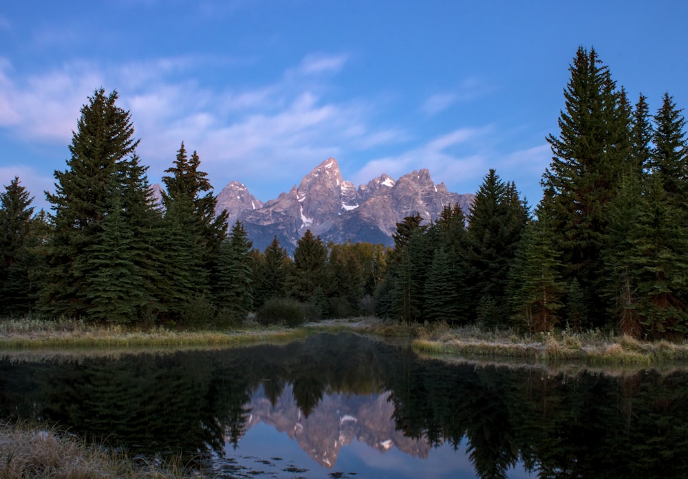 green pine trees near lake under blue sky during daytime