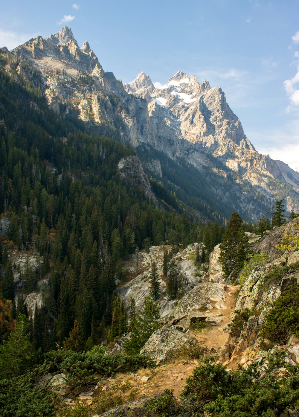 pini verdi vicino alla montagna durante il giorno